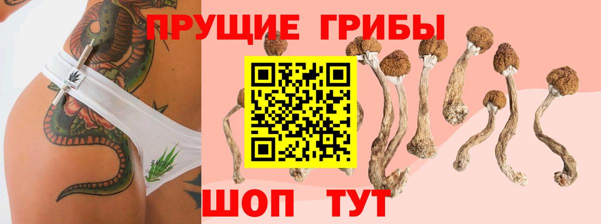 Псилоцибиновые грибы GOLDEN TEACHER  Галлюциногенные грибы Magic Shrooms  Вход с VPN  закладки  Губкинский 